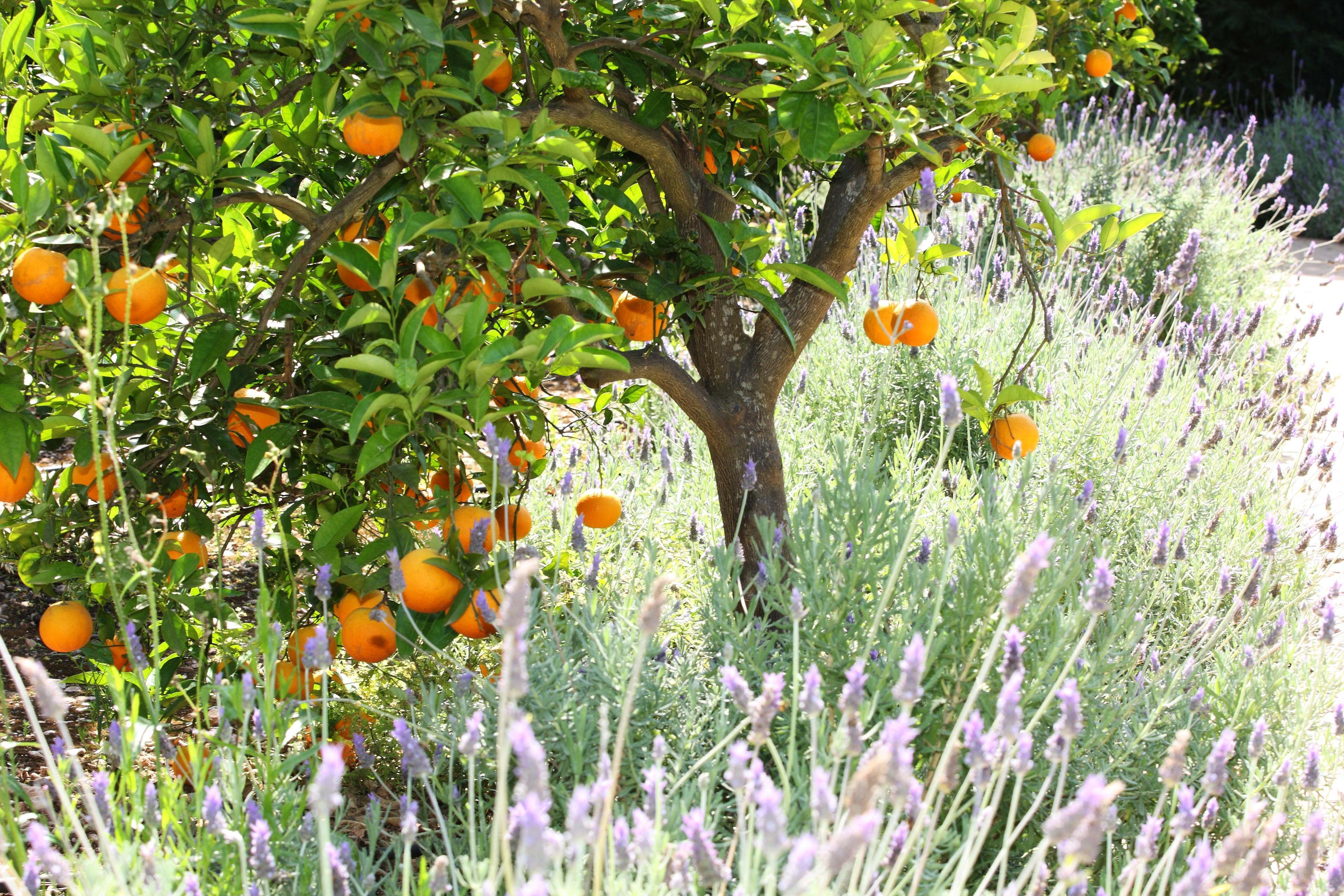 Finca Ca'S Curial - Agroturismo - Adults Only Сольер Экстерьер фото